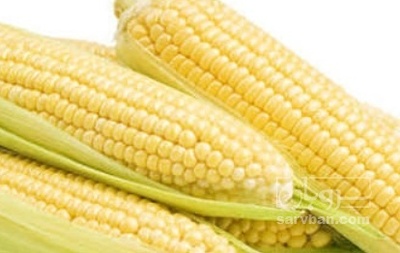 فروش ذرت