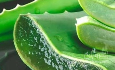 فروش آلوئه ورا (گیاه‌ دارویی)