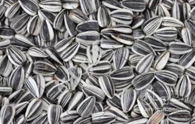 فروش تخمه آفتابگردان بود داده