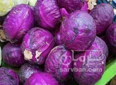 فروش کلم بنفش