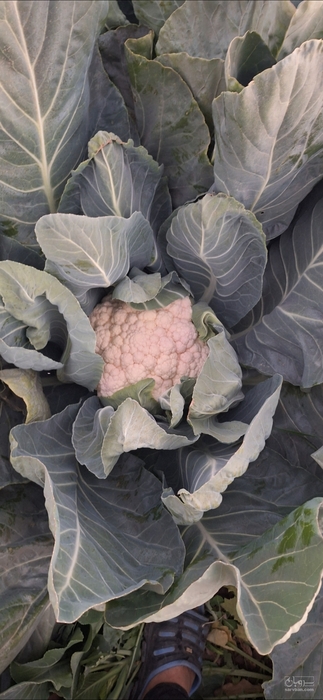 فروش گل کلم