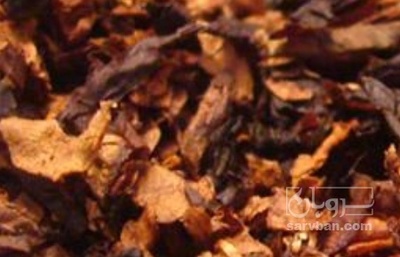 فروش برگ تنباکو کوهی