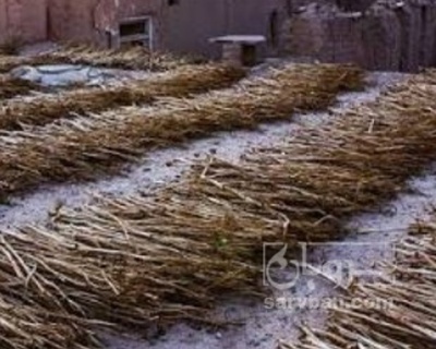 فروش ساقه تنباکو کوهی (گیاه‌ دارویی)