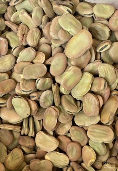 فروش باقلا تازه - باقالی - باقالا