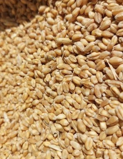 فروش گندم