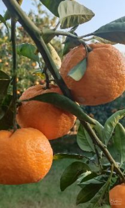 فروش نارنگی