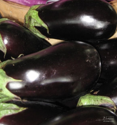 فروش بادمجان