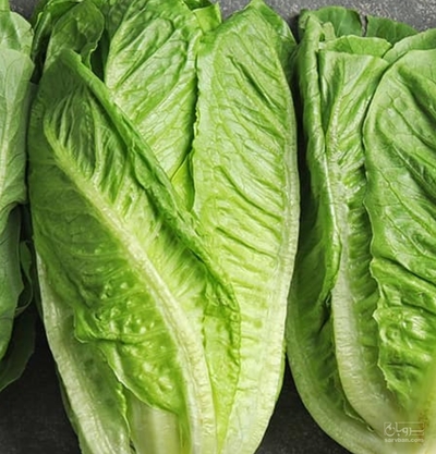 فروش کاهو ایرانی - رومانو