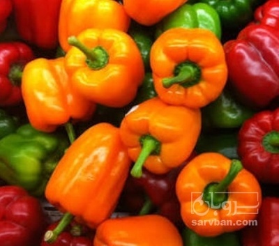 فروش فلفل دلمه ای