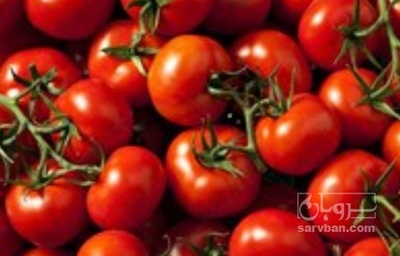 فروش گوجه فرنگی