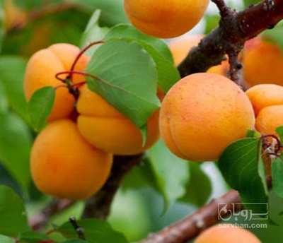 فروش زردآلو