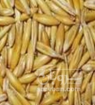 فروش جو