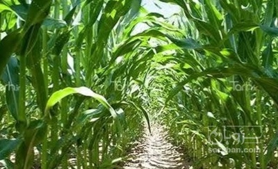 فروش چاپر ذرت - سیلاژ ذرت