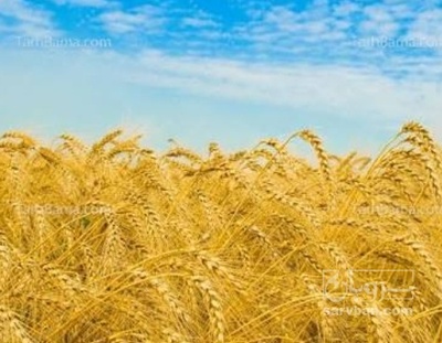 فروش گندم