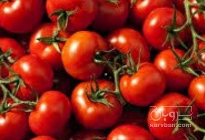 فروش گوجه فرنگی