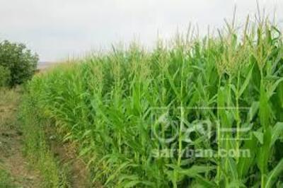 فروش ذرت علوفه ای