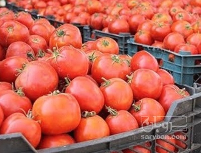 فروش گوجه فرنگی