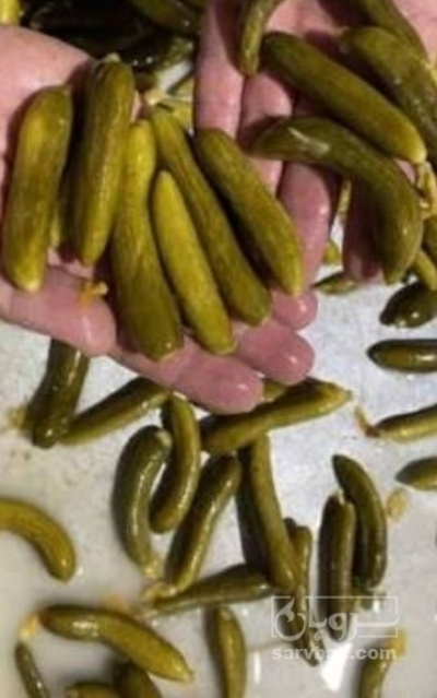 فروش خیار شور ویژه