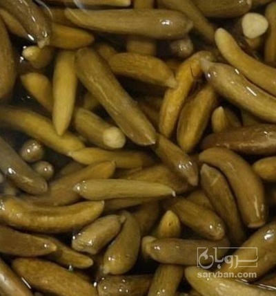 فروش خیار شور نول