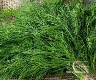 فروش شوید تازه