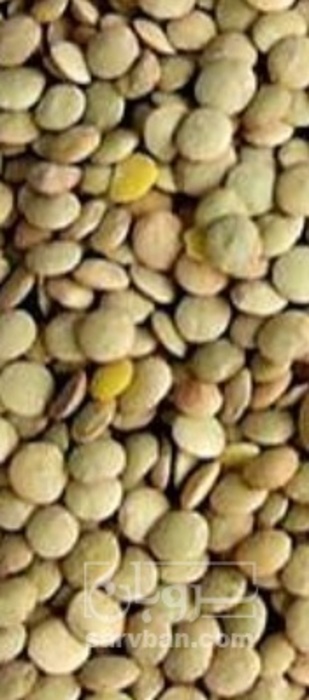 فروش عدس پلویی