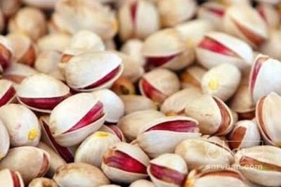 فروش پسته کله قوچی