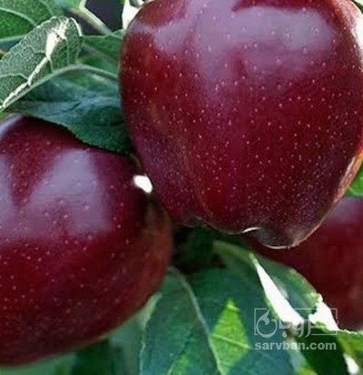 فروش سیب قرمز