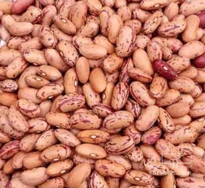 فروش لوبیا چیتی