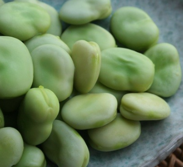 فروش باقلا تازه - باقالی - باقالا