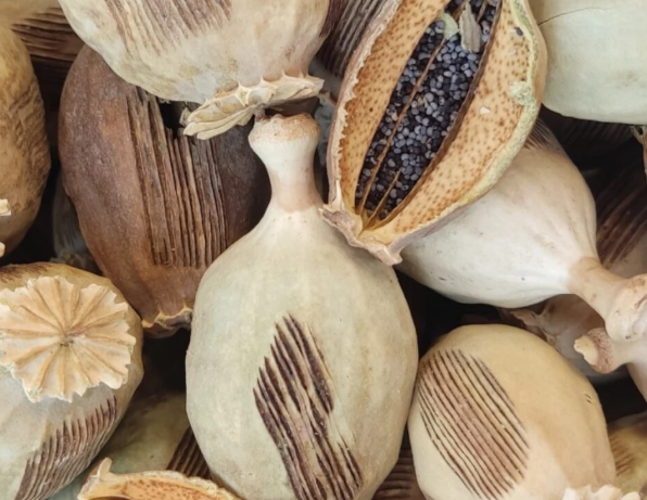 فروش خشخاش (گیاه‌ دارویی)