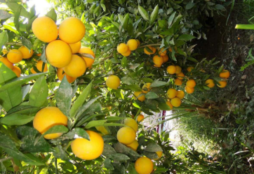 فروش پرتقال