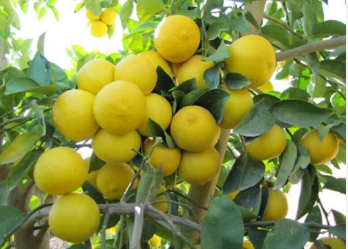 فروش لیمو شیرین