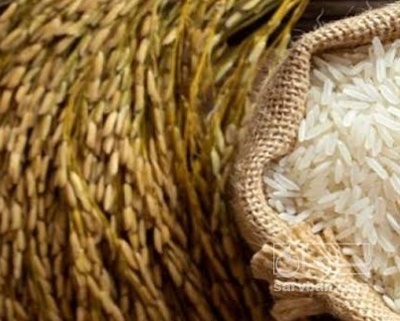 فروش برنج شیرودی