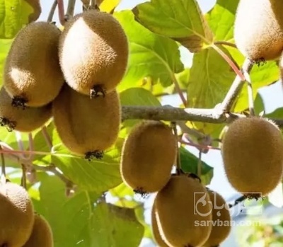 فروش کیوی