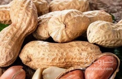 فروش بادام زمینی بو داده