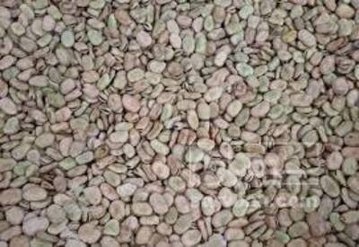 فروش باقالی خشک