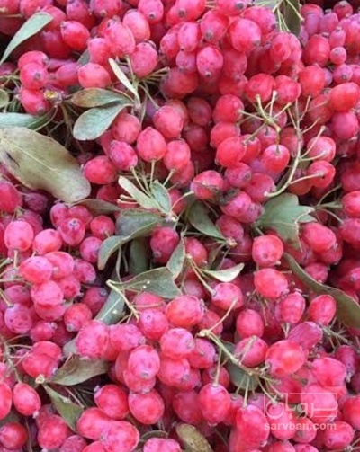 فروش زرشک تازه