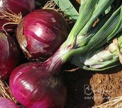 فروش پیاز قرمز