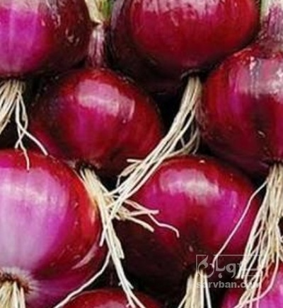 فروش پیاز قرمز