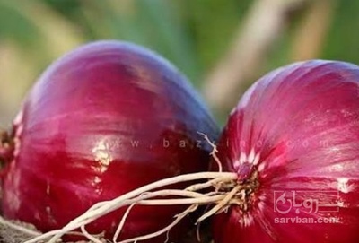 فروش پیاز قرمز