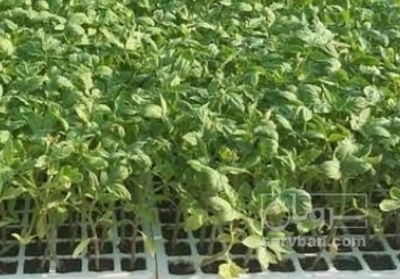 فروش نشا گوجه فرنگی