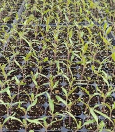 فروش نشا بادمجان