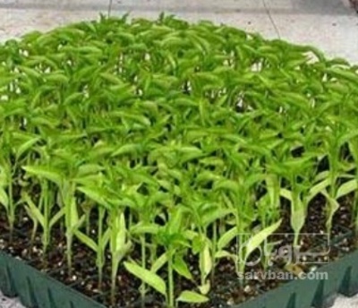 فروش نشا گوجه فرنگی