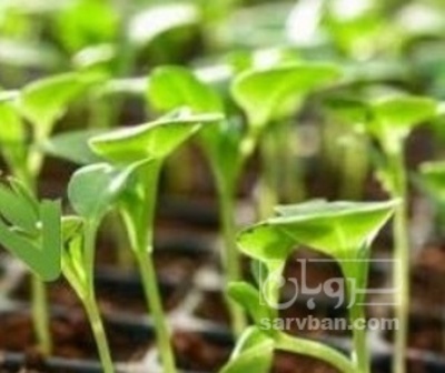 فروش نشا بادمجان