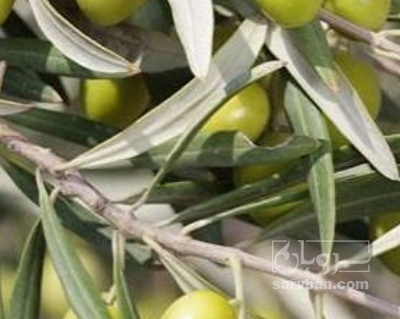 فروش زیتون شکسته