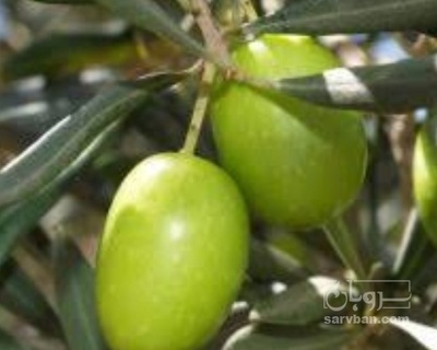 فروش زیتون کنسروی