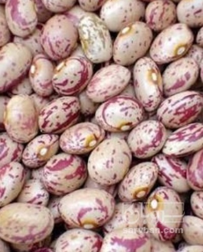 فروش لوبیا چیتی
