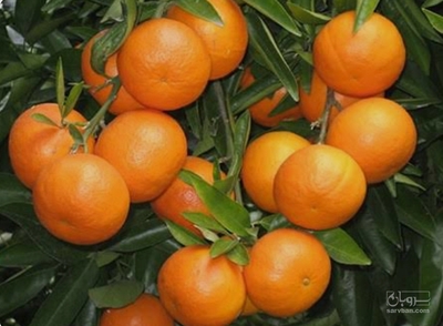 فروش نارنگی محلی