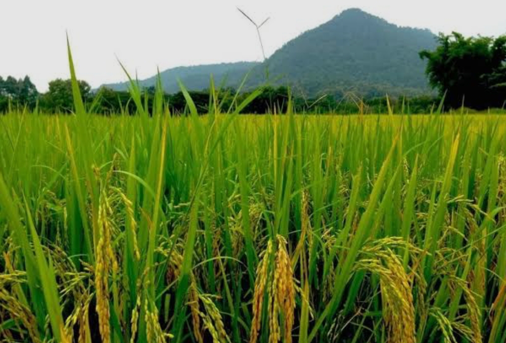 فروش شالی برنج طارم