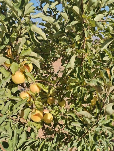 فروش سیب زرد ممتاز (سوپر) سمیرم